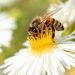 Cámara de Diputados expiden ley para proteger a las abejas