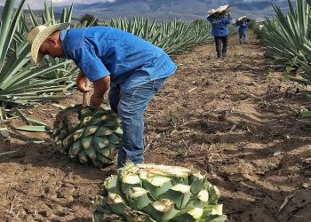 Mezcaleros denuncian prácticas monopólicas y exigen apoyo a la industria