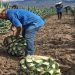 Mezcaleros denuncian prácticas monopólicas y exigen apoyo a la industria