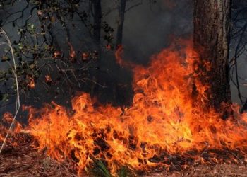 Cámara de Diputados exige recursos para combatir incendios forestales