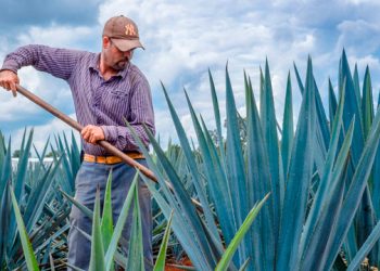 Temen mezcaleros por elecciones a modo