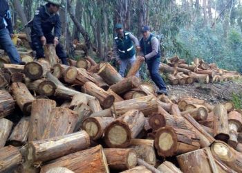 Imparable, la tala ilegal en Hidalgo