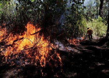 Reportan 67 incendios forestales activos en 15 estados