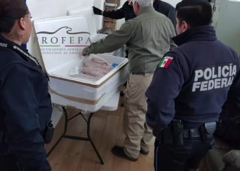 México, líder en tráfico ilegal de especies por vía aérea