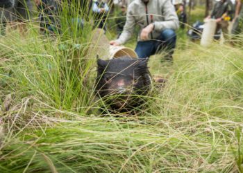 Nacieron ejemplares extintos del demonio de Tasmania