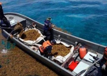 Embarcación sargacera de la Semar se hunde en Playa del Carmen