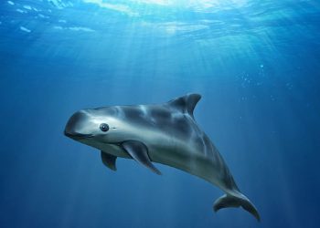 Solo diez vaquitas marinas; no necesitamos sanciones del extranjero: AMLO