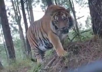 Tigre de bengala deambula por carretera de Tapalpa, Jalisco