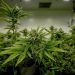 No hay certeza de aprobar legislación de la cannabis en este periodo: Monreal