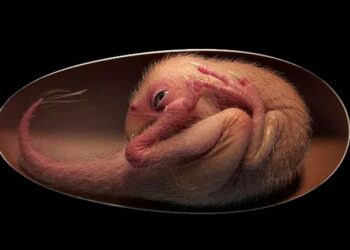 Descubren embrión de dinosaurio fosilizado en perfecto estado