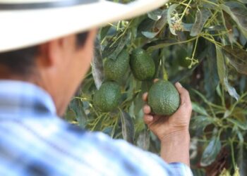 IMSS busca seguridad social para productores de aguacate en Michoacán
