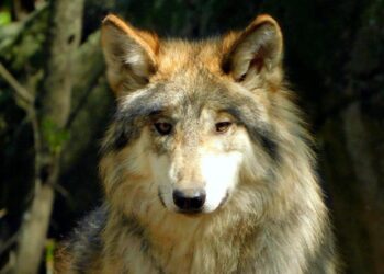Mueren dos lobos mexicanos en el Zoológico de Chapultepec