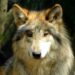 Mueren dos lobos mexicanos en el Zoológico de Chapultepec