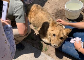 ¡Unos salvajes! León hallado en Ecatepec le extrajeron colmillos y garras