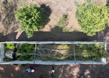 Llega Ahuehuete que sustituirá a la Palma en Paseo de la Reforma