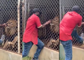 León arranca dedo a cuidador que lo molestaba (VIDEO)