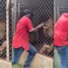 León arranca dedo a cuidador que lo molestaba (VIDEO)