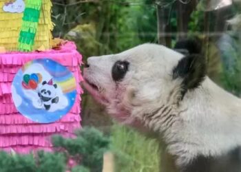 Fallece la panda gigante, Shuan Shuan, ayer celebró 35 años