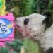 Fallece la panda gigante, Shuan Shuan, ayer celebró 35 años
