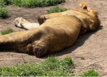 Denuncian maltrato en santuario felino del Ajusco; reportan a leones heridos