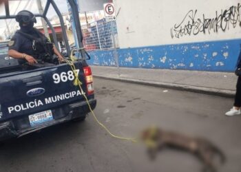 Ciudadanos exhiben a policías de Guanajuato, matan perros por diversión