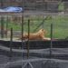 Traslada a Africam Safari 12 felinos rescatados en CDMX