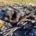 Queman vivo a un presunto ladrón en Santiago El Pinar, Chiapas