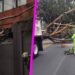 Al menos unos 24 árboles colapsaron por ráfagas de viento en la CDMX