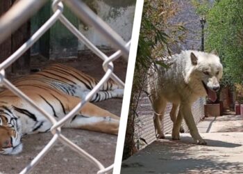 Aseguran más de 40 animales; 25 de ellos exóticos en el Edomex