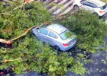 Lluvia provoca encharcamientos y caída de árboles en CDMX