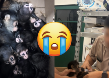 Policía detecta y rescata 9 crías de mono araña en Tabasco; quedan bajo resguardo de la Profepa