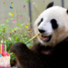 Xin Xin cumple 35 años