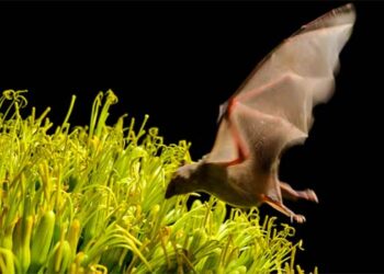 Murciélago magueyero en peligro, demanda del mezcal destruye ecosistema