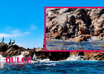 Profepa libera lobo fino de Guadalupe en Golfo de California.