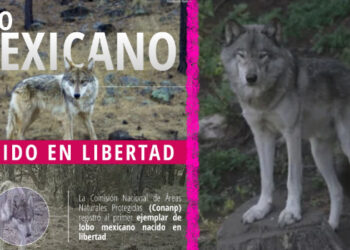 Lobo mexicano nacido en libertad es grabado en Chihuahua