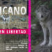 Lobo mexicano nacido en libertad es grabado en Chihuahua