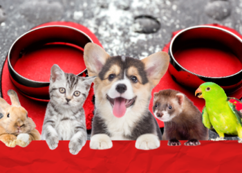 CDMX reconoce a las mascotas, habrá custodia compartida.