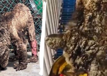 Osa “Mina” recibe “trato digno” en la Fundación Invictus de Hidalgo: Profepa