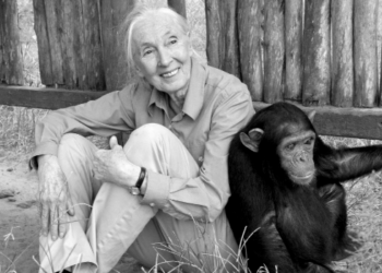 Muere a los 91 años la etóloga Jane Goodall, experta en chimpancés.