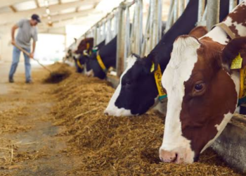 Avanza reapertura de exportación de ganado entre México y EU