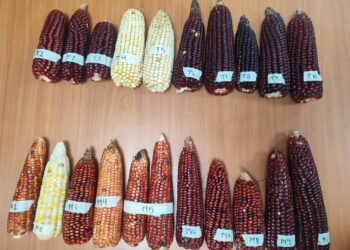 Hongos aumentan productividad del maíz rojo “Sangre de Toro”