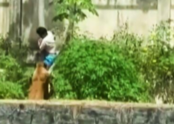 Muere un hombre tras ingresar a una jaula de una leona (VIDEO).