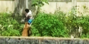 Muere un hombre tras ingresar a una jaula de una leona (VIDEO).