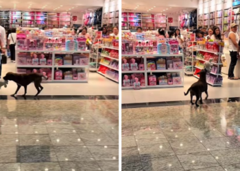 Gracias a una coperacha, perrito recibe un peluche de Miniso.