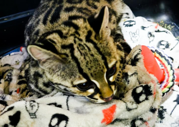 Profepa rescata a tigrillo en una casa de Álvaro Obregón.