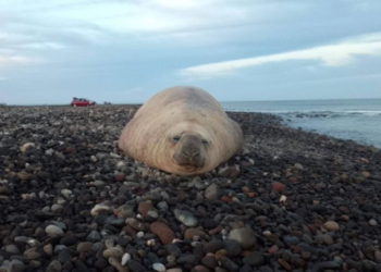 Elefante marino sorprende en playa Los Ayala, Nayarit (VIRAL)