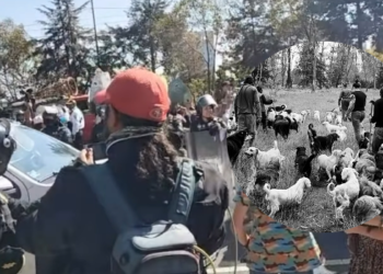 PAOT rescata a los animales del Refugio Franciscano.