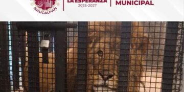 Rescatan un león, tras cateo en vivienda de Naucalpan, Edomex