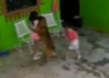 Niña es atacada por su mascota; mordidas en la cabeza (VIDEO)