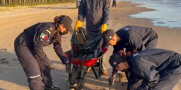 Más de 700 toneladas de contaminante han recolectado, tras derrame de crudo en el Golfo de México